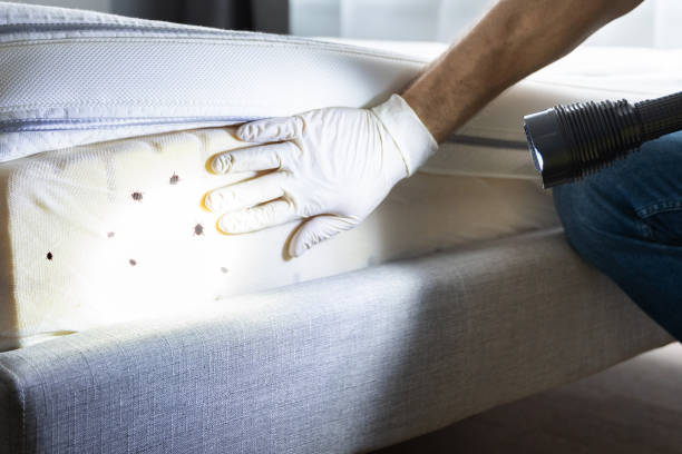 Best Flea Control Services  in Cheney, KS