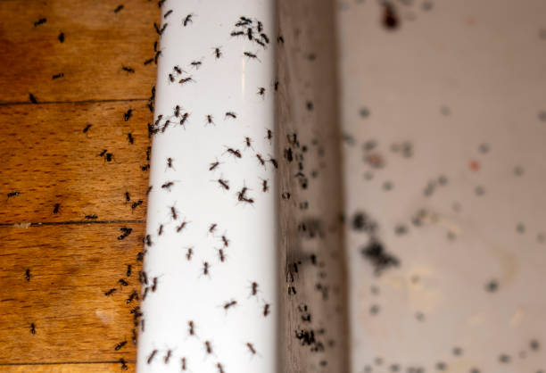 Best Local Pest Control Services  in Cheney, KS