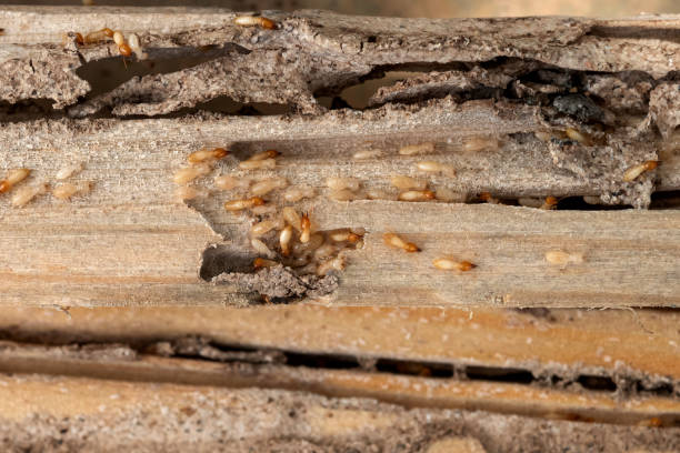Best Affordable Pest Control Services  in Cheney, KS